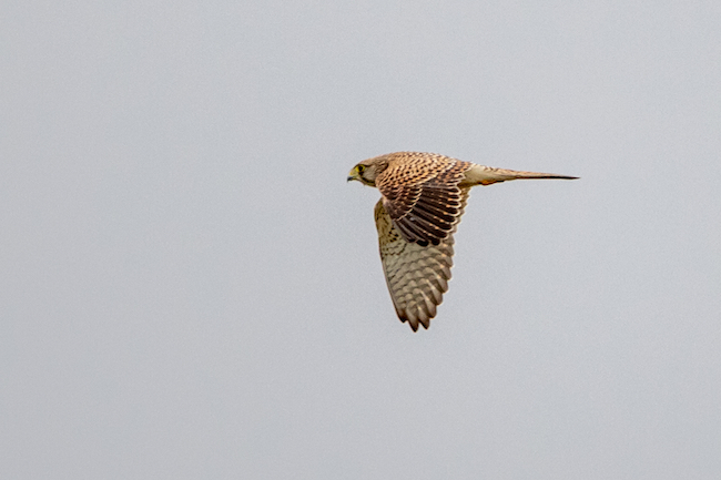 A flying female Kestrel