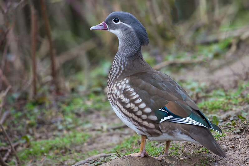 A female Mandarin duck standing alert on the woodlqnd floor, with soft brown /grey plumage, white eye-ring, and delicately spotted flanks.