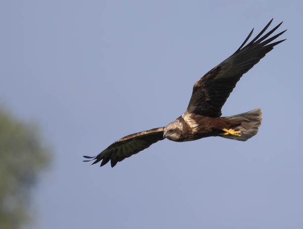 Photograph of female Marsh Harrier in flight