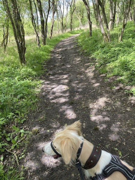 Walking along a woodland path through Fermyn Woods, dog-friendly trail