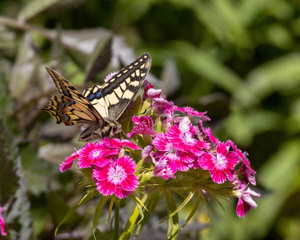 Photo of a Swallowtail perched on a garden flower