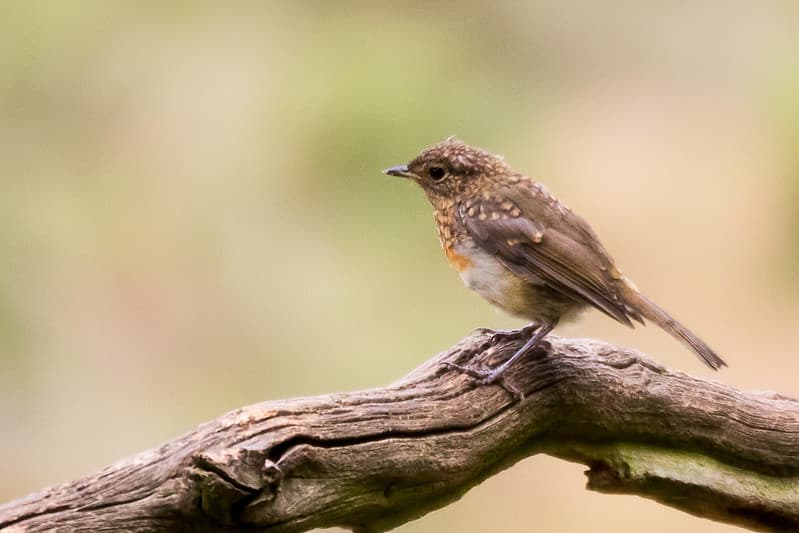 Fledgling robin