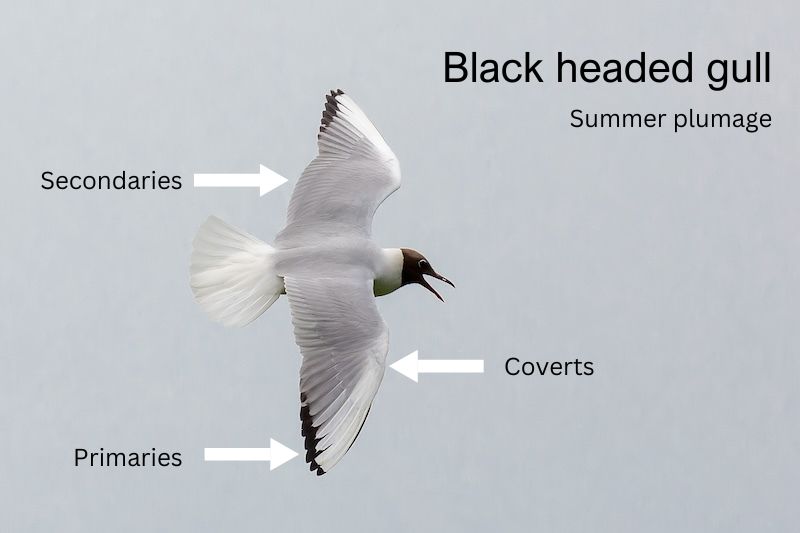 Gull photo with feather types labelled