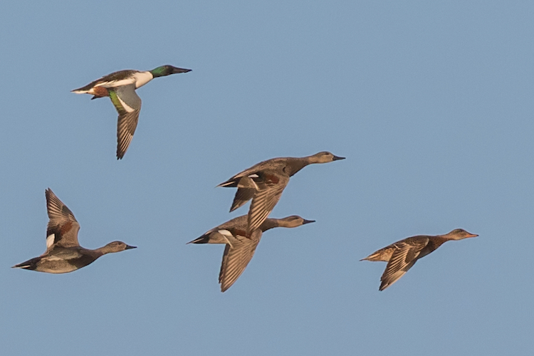 Mixed flock including a Northern Shoveler with its distinctive large bill and several Gadwall ducks in flight over RSPB Nene Washes
