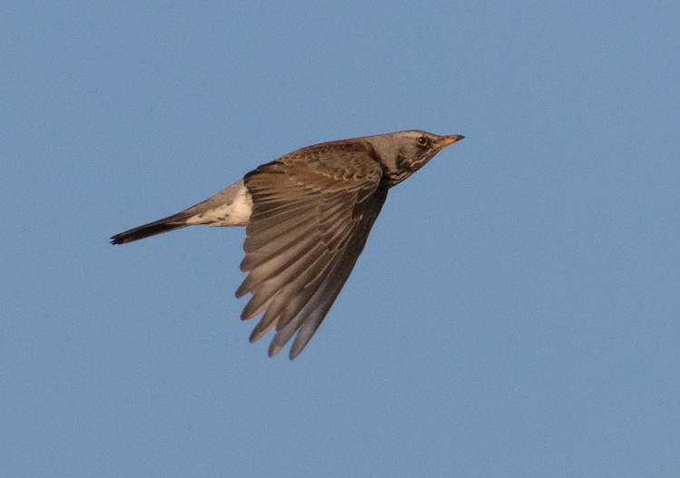 Fieldfare winter visitor in flight with wings down showing rusty back tones and flight feathers in the wing.
