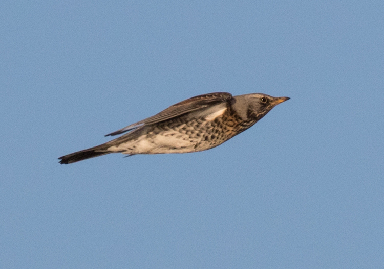 Fieldfare, a large colourful thrush, captured mid-flight with wings up displaying its grey head and speckled chest.
