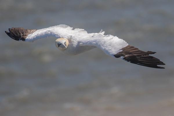 Gannet in flight