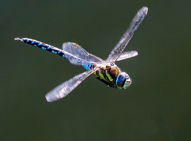 Migrant Hawker dragonfly in flight
