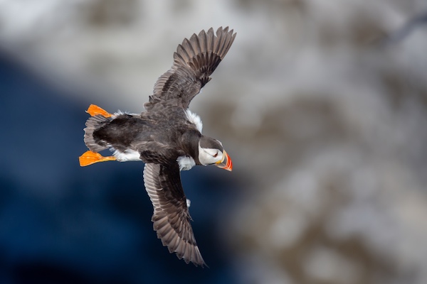 Puffin in flight in front of the cliffs