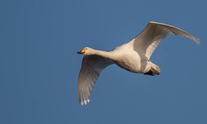 Whooper swan in flight