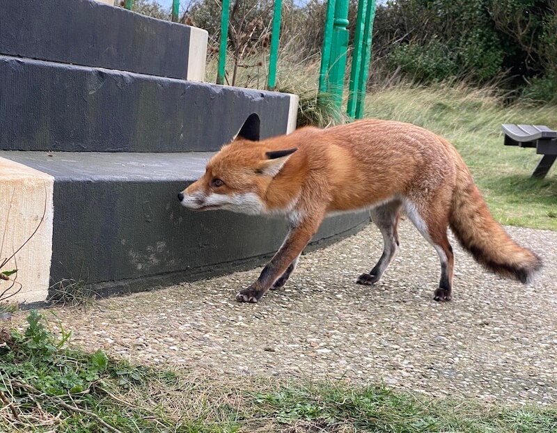 A fox at the base of the Spurn Lighthouse steps - taken on my iPhone