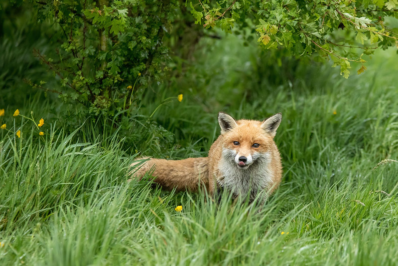 photo of a fox in the rain