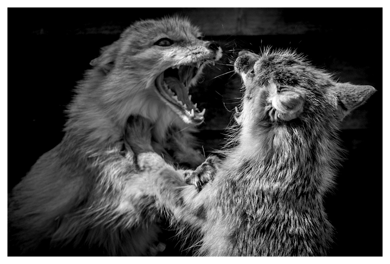 Two Corsac Foxes in mid-fight, mouths open and paws raised, captured in dramatic black and white at a zoo.