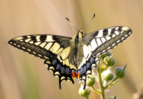 A beautiful swallowtail butterfly