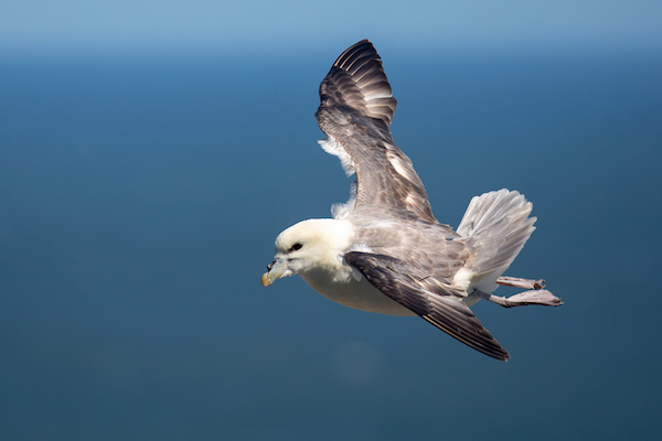A flying Fulmar against the sea