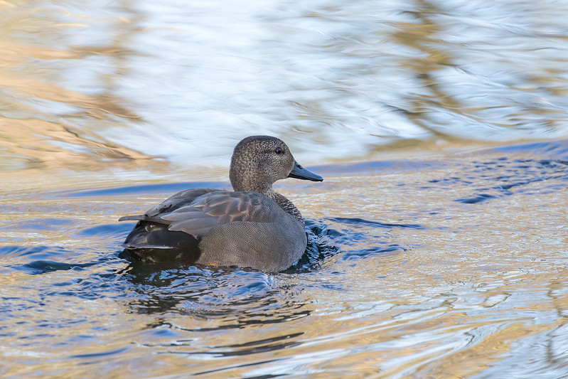 A male Gadwall swimming in an icy pond, his fine grey and black plumage sharply detailed against the rippled winter water.