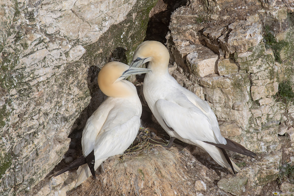 A pair of Gannet on a cliff ledge