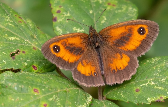 Close-up of a Gatekeeper butterfly with wings open, filling the photographic frame to showcase details