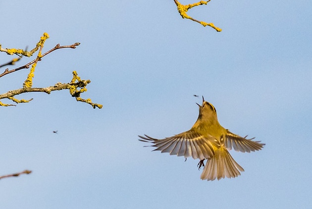 Goldcrest catching food mid air Goldcrest catching food mid air