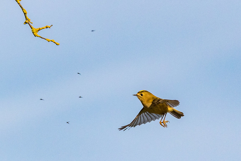 A Goldcrest in flight against a clear blue sky, wings spread and feet tucked, with small flying insects visible around it.