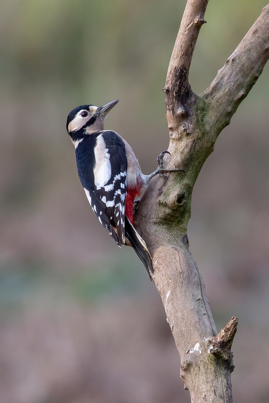 A Great Spotted Woodpecker perched on the side of a smooth, pale tree branch, facing upward with clear black, white, and red plumage.