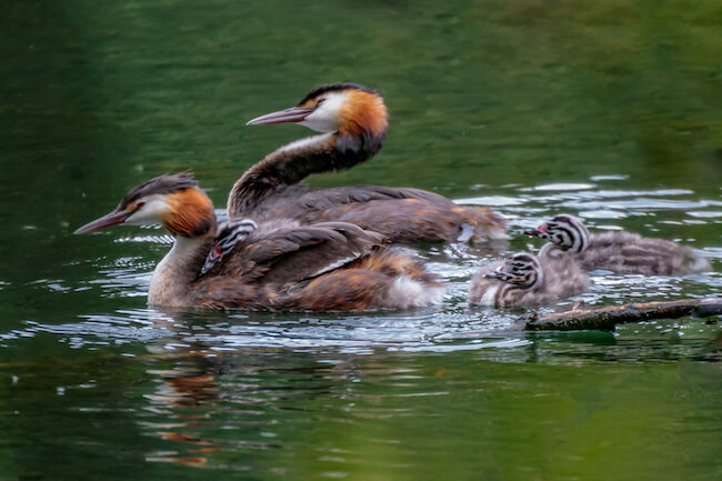 great crested grebe family with chicks swimming together on lake