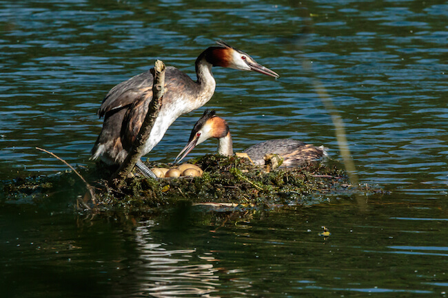 great crested grebes nesting with eggs on floating platform