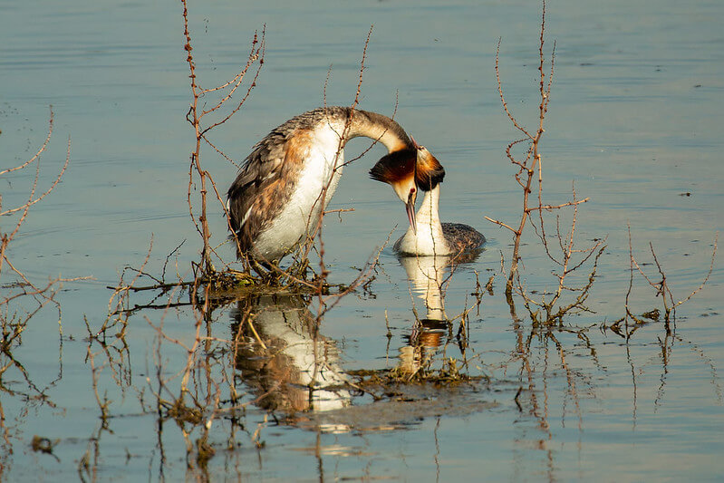 Photo of Grebe pair