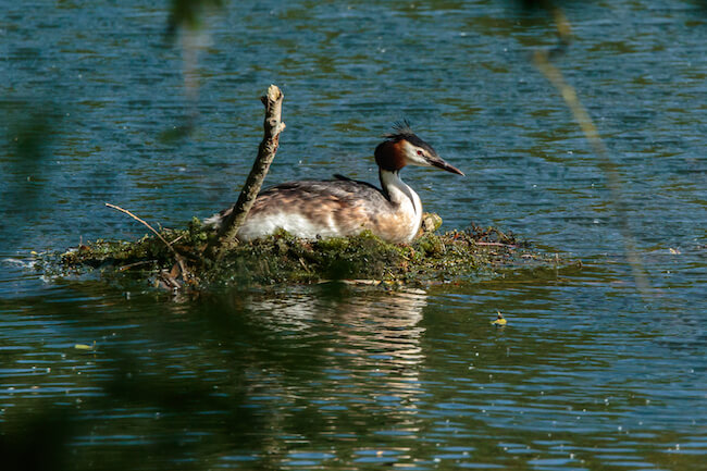 great crested grebe sitting on floating nest, incubating eggs great crested grebe sitting on floating nest, incubating eggs