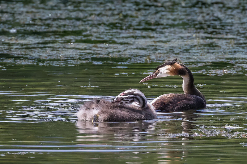 great crested grebe swimming beside large chick nearing independence