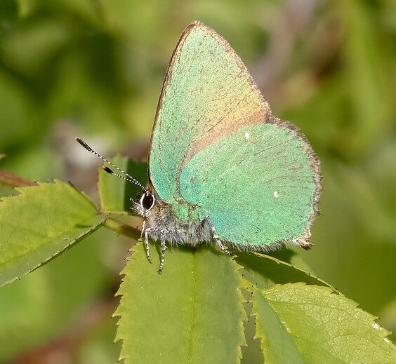 Close-up of green hairstreak butterfly with iridescent wings, photographed at Twywell Hills and Dales Close-up of green hairstreak butterfly with iridescent wings, photographed at Twywell Hills and Dales