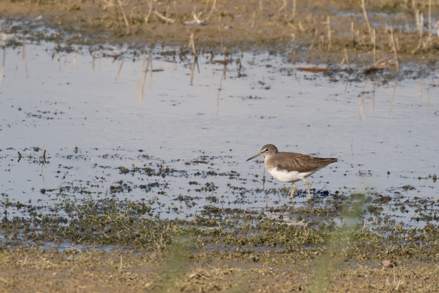 Photo of Green Sandpiper
