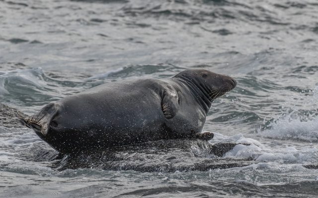 A grey seal hauling out through breaking surf, photographed on a Canon EOS 7D Mark II
