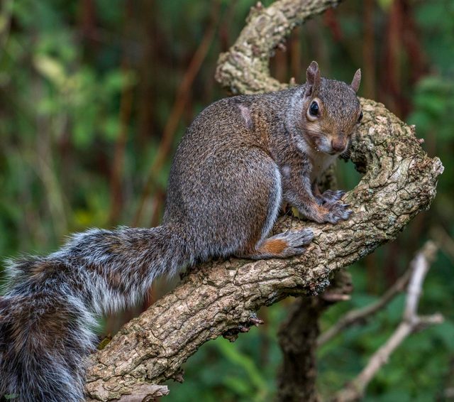 A grey squirrel on a lichen-covered branch, photographed on a Canon EOS 70D