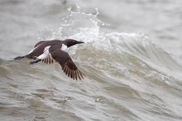 A Guillemot flying above the waves out at sea