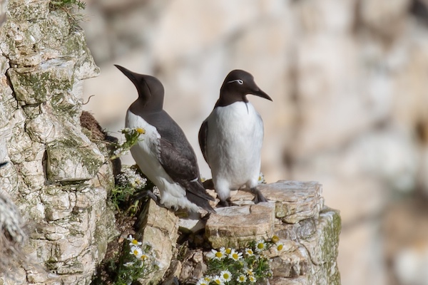 Guillemot pair on the cliff