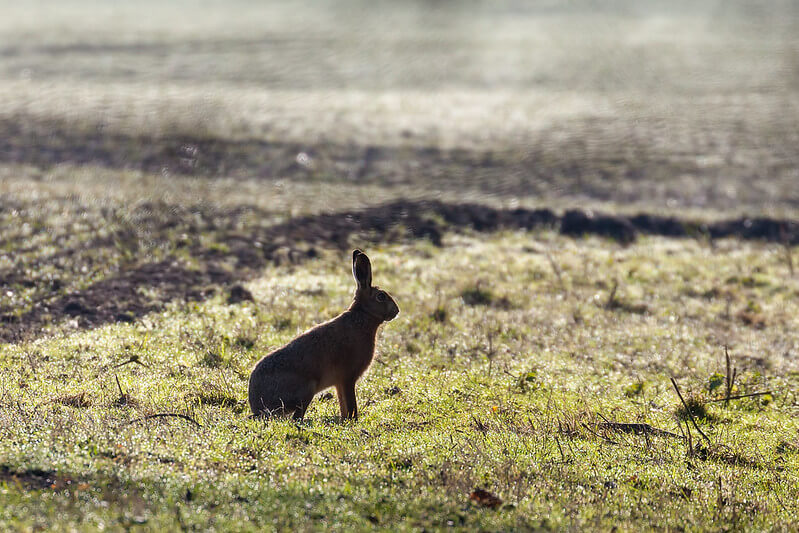 A hare in the rain at Fowlmere