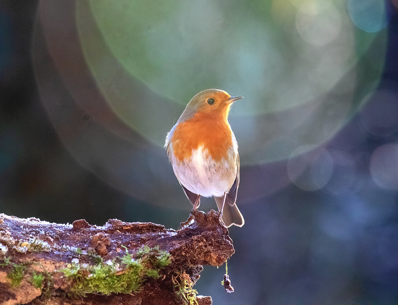 Head-on backlit robin on a snowy mossy perch with strong flare and large soft bokeh