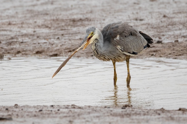 A Grey Heron with a feather in its beak