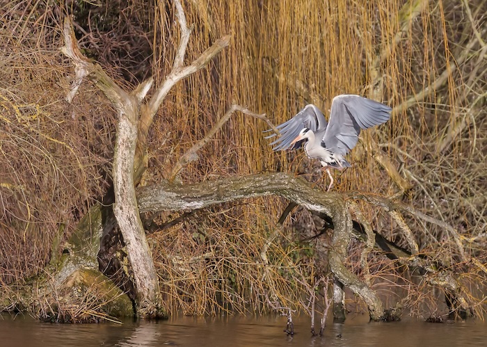 Heron on dead tree beside lake