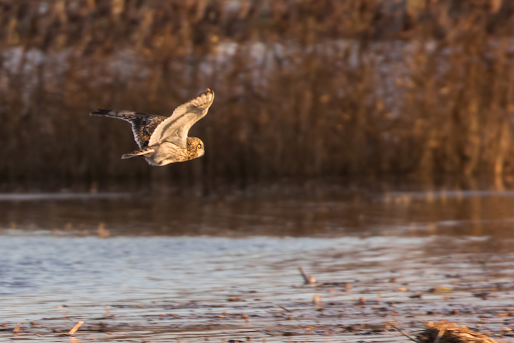 Short-eared Owl demonstrating its characteristic low hunting flight scanning the ground intently at Nene Washes sunrise.