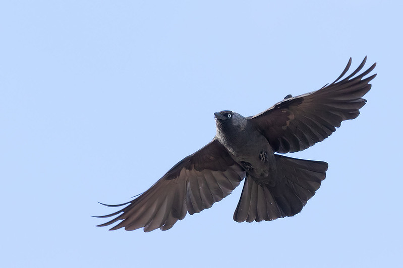 jackdaw-in-flight