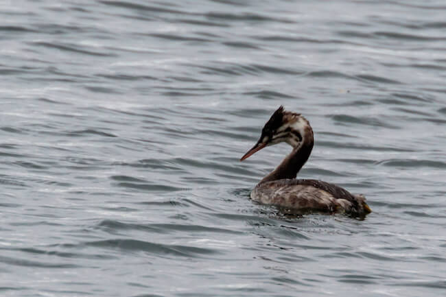 juvenile great crested grebe with fading striped plumage juvenile great crested grebe with fading striped plumage