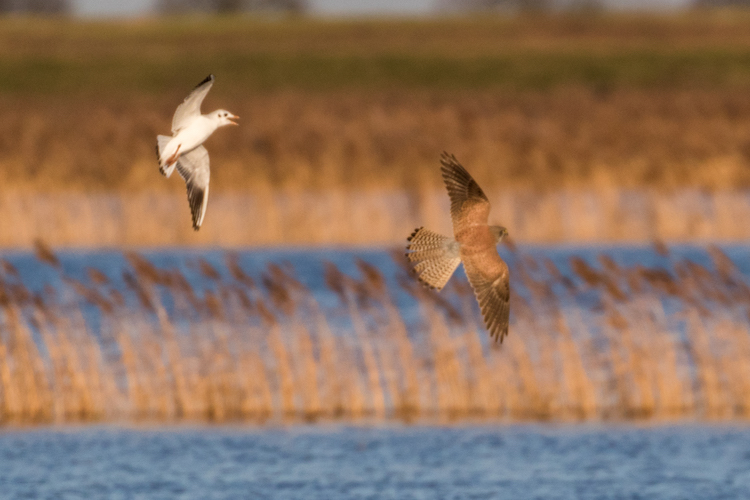 Black-headed Gull (winter plumage) demonstrating mobbing behaviour chasing a female Kestrel mid-air over Nene Washes.