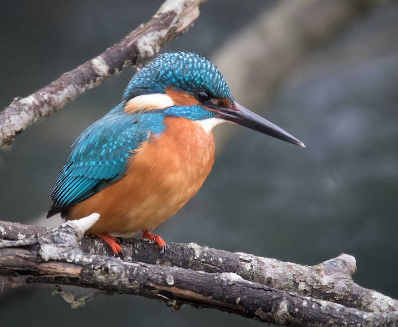 kingfisher at iso 2000