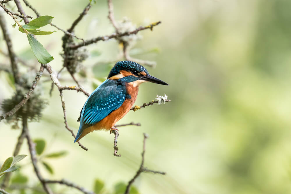 Male kingfisher perched on tree branch