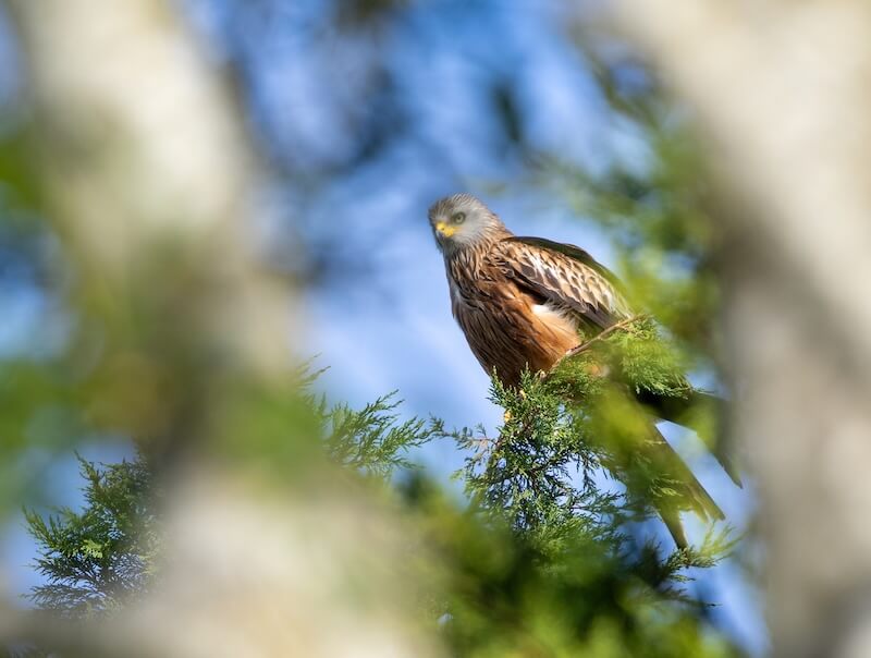 Red Kite perched in far tree