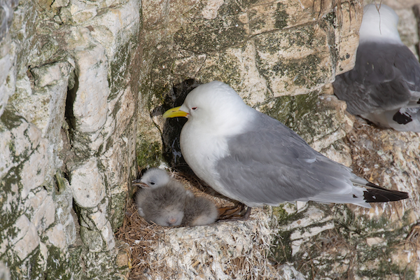 Kittiwake with young, on the cliff