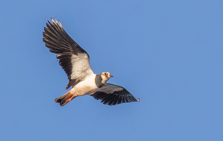 Northern Lapwing (Green Plover) showing iridescent green back and crest in flight with wings up over Nene Washes.