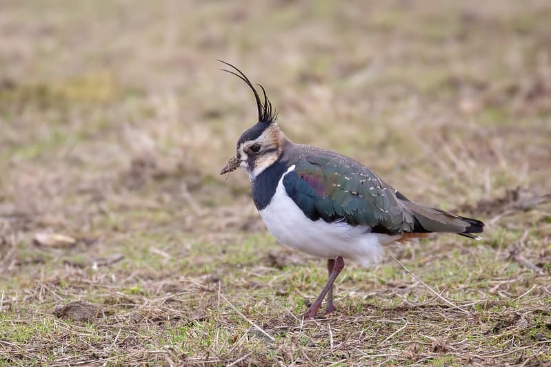 Lapwing showing head plumes